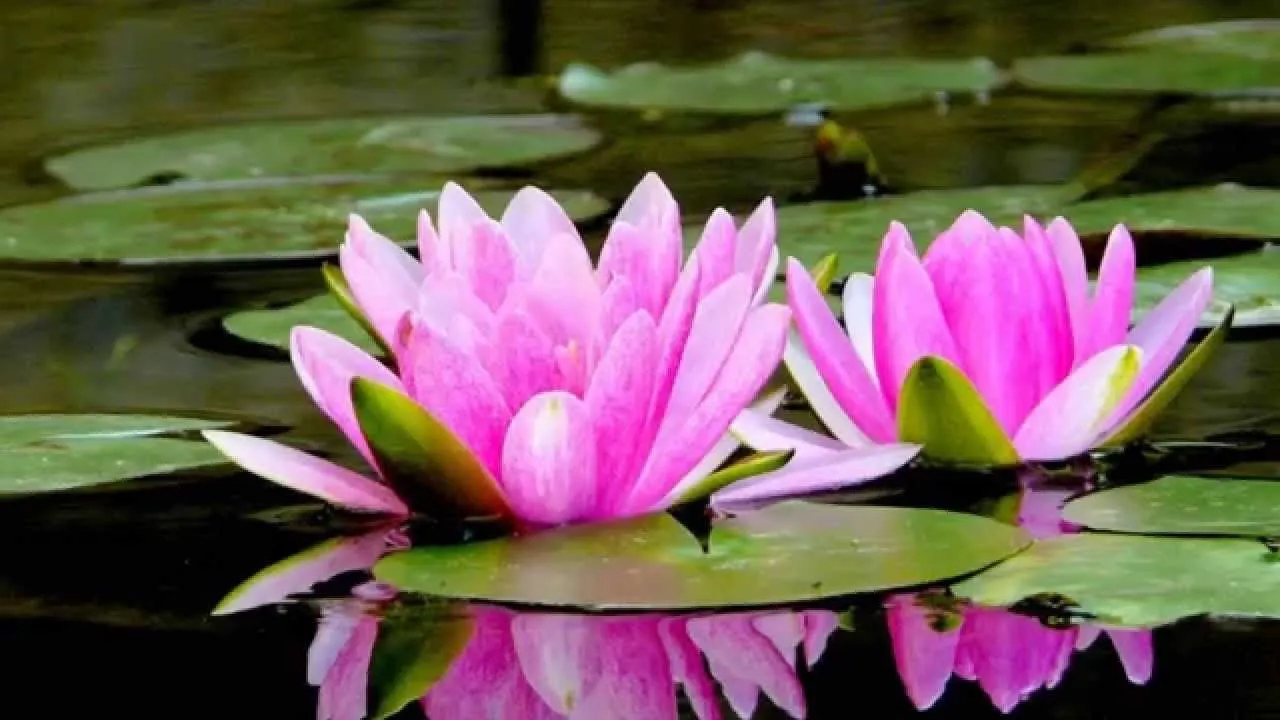 Flor de loto, significados - YouTube