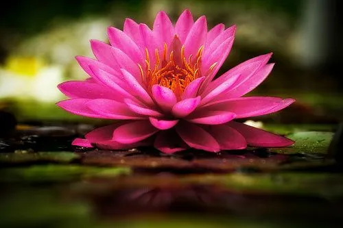 Flor de Loto | Wicca New Age