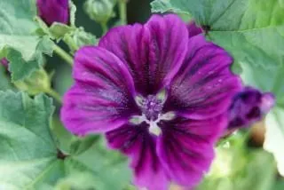 flor morada, planta | Descargar Fotos gratis flor morada, planta | Descargar Fotos gratis