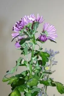 flor morada, planta púrpura, | Descargar Fotos gratis flor morada, planta púrpura, | Descargar Fotos gratis