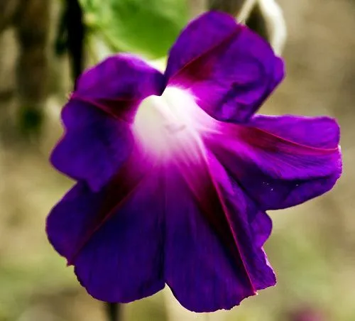 Flor Morado | Flickr - Photo Sharing! Flor Morado | Flickr - Photo Sharing!