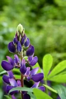 Flor morado, planta, flor | Descargar Fotos gratis Flor morado, planta, flor | Descargar Fotos gratis