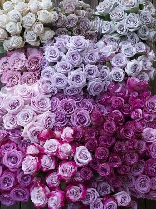 flor morado | Tumblr