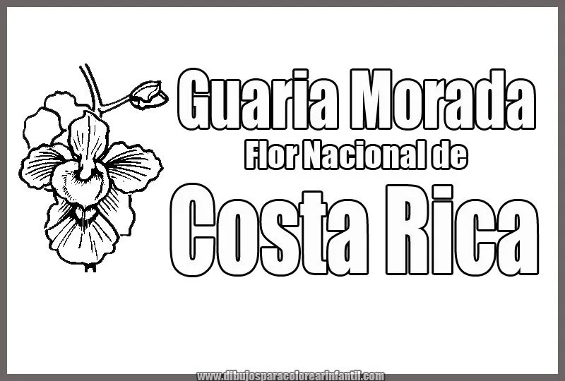 Flor Nacional de Costa Rica - Guaria Morada para colorear ... Flor Nacional de Costa Rica - Guaria Morada para colorear ...