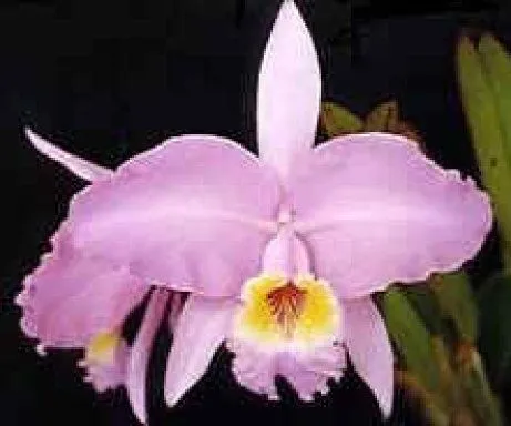 Nuestra Flor Nacional | Cuidar de tus plantas es facilisimo.com Nuestra Flor Nacional | Cuidar de tus plantas es facilisimo.com