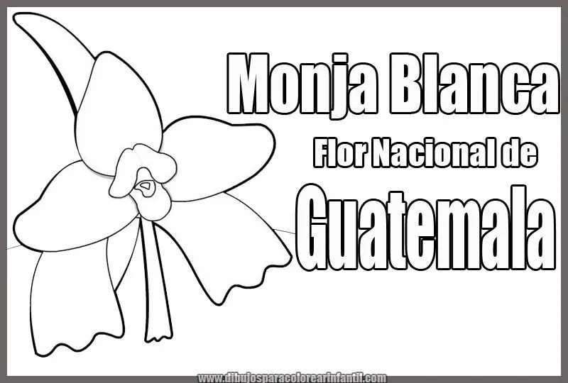 Flor Nacional de Guatemala - Monja Blanca para colorear ~ Dibujos ... Flor Nacional de Guatemala - Monja Blanca para colorear ~ Dibujos ...