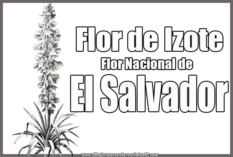 FLOR NACIONAL DE HONDURAS PARA COLOREAR - Imagui FLOR NACIONAL DE HONDURAS PARA COLOREAR - Imagui