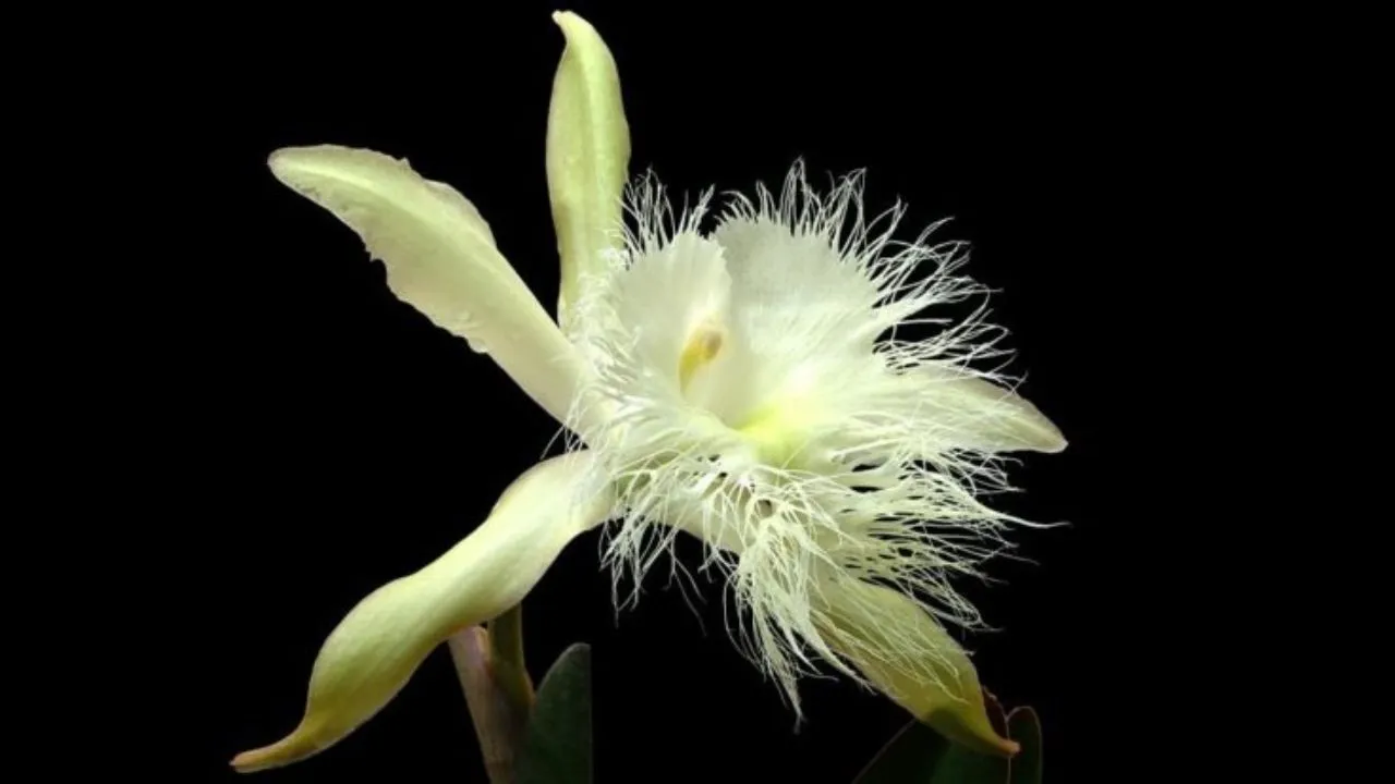 Flor Nacional de Honduras, historia, significado de uno de los símbolos patrios del país | Tu Nota Flor Nacional de Honduras, historia, significado de uno de los símbolos patrios del país | Tu Nota