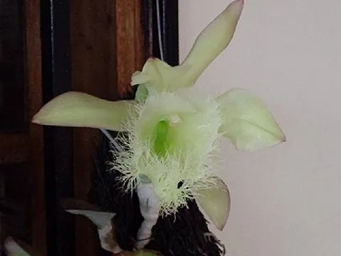 Flor nacional de Honduras es la Orquidea