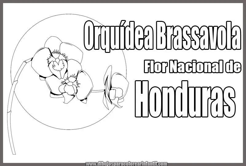 Flor Nacional de Honduras - Orquídea Brassavola para colorear ... Flor Nacional de Honduras - Orquídea Brassavola para colorear ...
