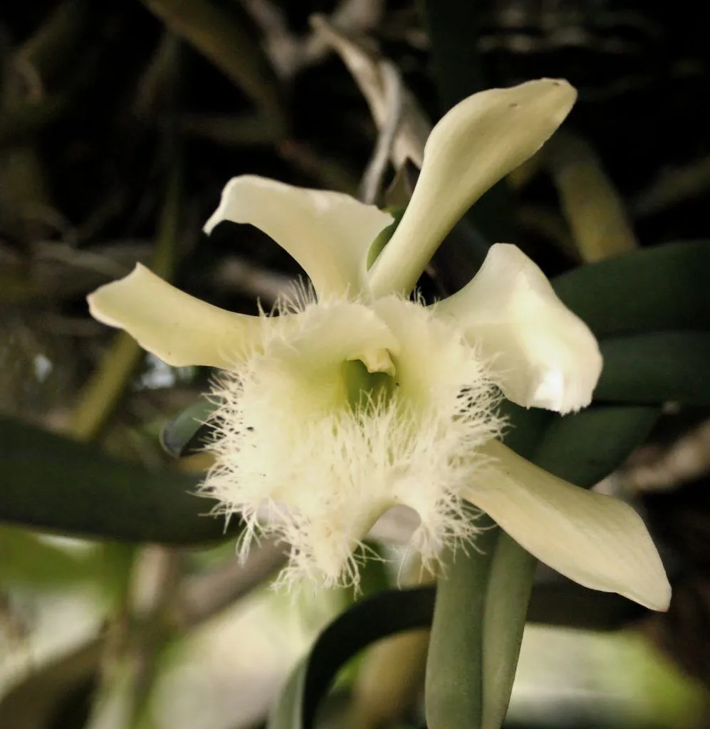 Flor Nacional de Honduras, Orquídea Rhyncholaelia Digbyana. Flor Nacional de Honduras, Orquídea Rhyncholaelia Digbyana.