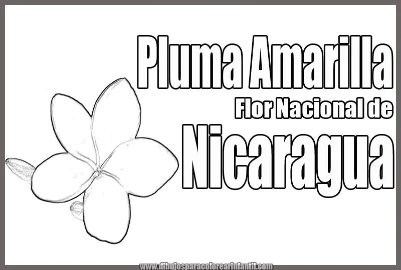 Flor Nacional de Nicaragua - Pluma Amarilla para colorear ... Flor Nacional de Nicaragua - Pluma Amarilla para colorear ...