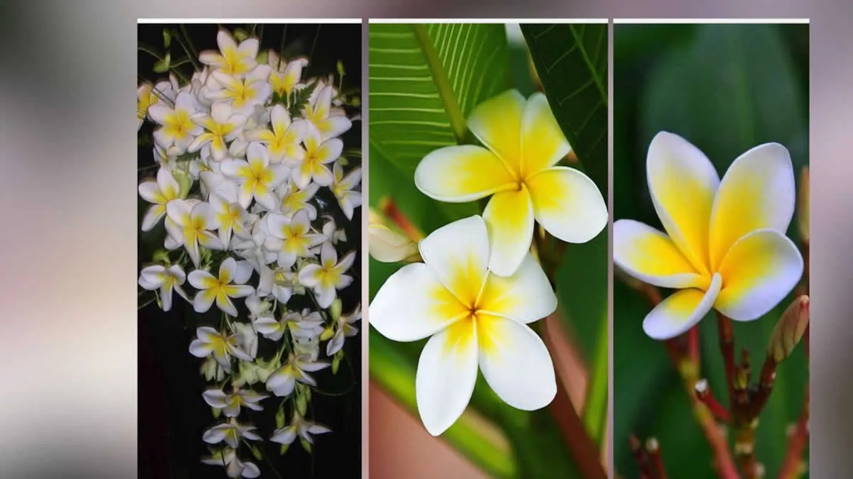 Flor nacional de Nicaragua, Sacuanjoche es el símbolo de la inmortalidad Flor nacional de Nicaragua, Sacuanjoche es el símbolo de la inmortalidad