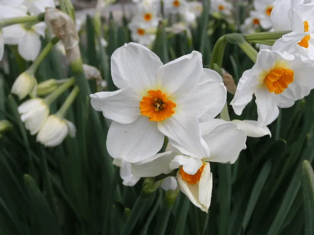 Flor narciso - Imagui