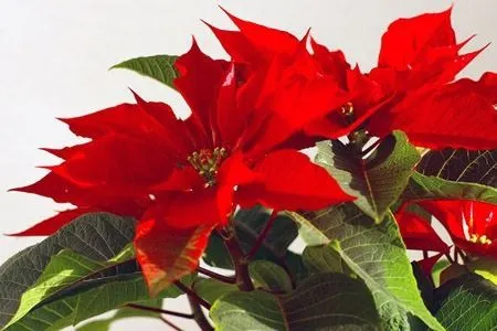 Flor de Navidad | Moonmentum