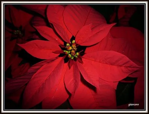 Flor de nochebuena (Cuetlaxochitl)