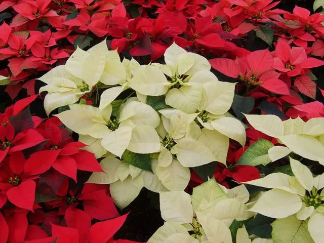 La flor de nochebuena o cuetlaxóchitl / Leyenda de la flor de ... La flor de nochebuena o cuetlaxóchitl / Leyenda de la flor de ...