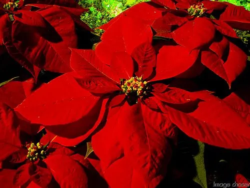 La flor de nochebuena o cuetlaxóchitl / Leyenda de la flor de ...