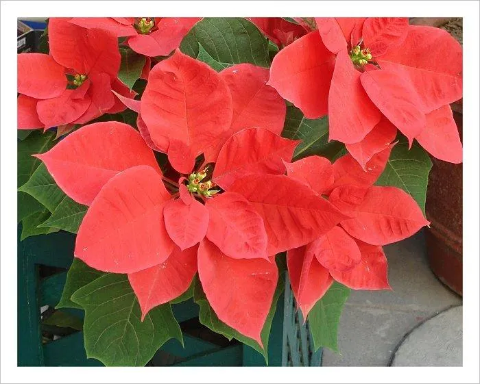 Flor de Nochebuena, emblema de las fiestas navideñas...