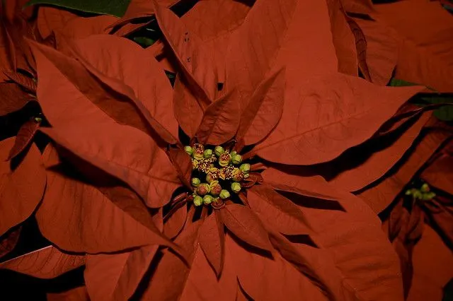 La flor de nochebuena. | Flickr - Photo Sharing!
