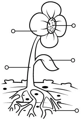 partes flor
