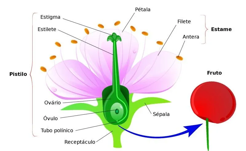 Flor - Partes das Plantas - Botânica e Biologia - InfoEscola Flor - Partes das Plantas - Botânica e Biologia - InfoEscola