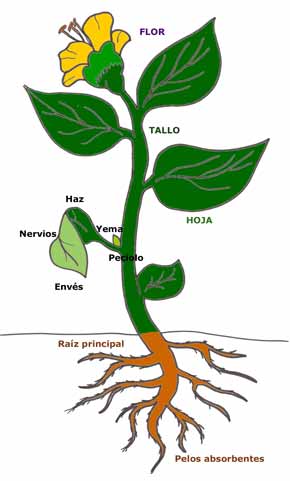Partes de una flor y sus funciones - Imagui