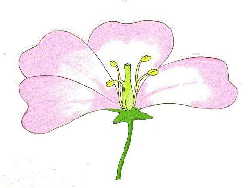 Esquema de las partes de la flor sin nombres - Imagui Esquema de las partes de la flor sin nombres - Imagui