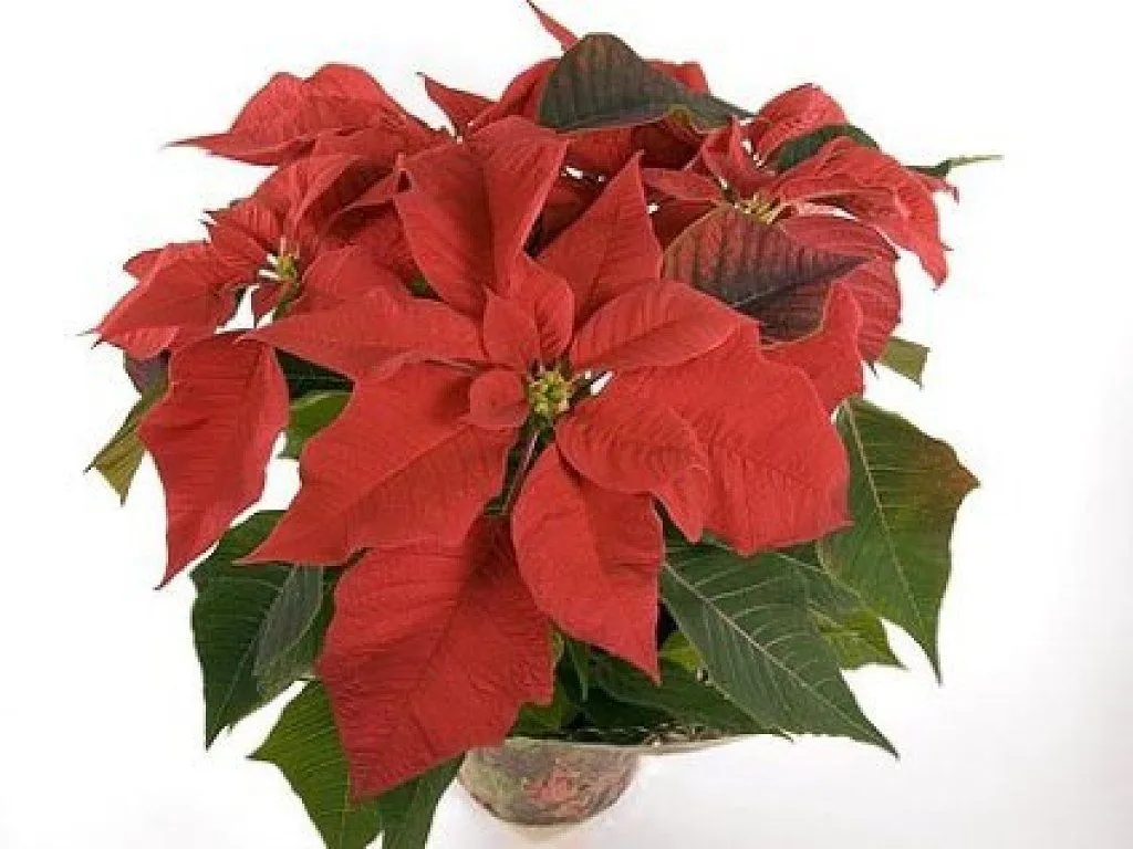 flor de pascua | Cuidar de tus plantas es facilisimo. flor de pascua | Cuidar de tus plantas es facilisimo.