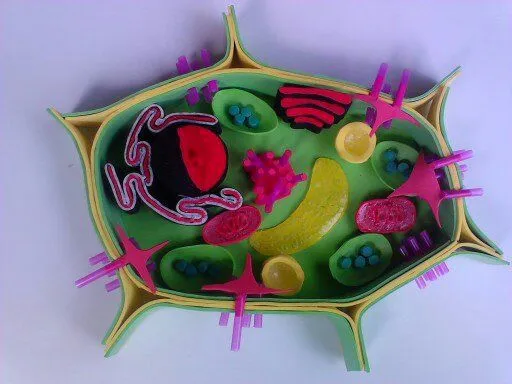 a FlOr De PiEl: Célula Vegetal en 3D