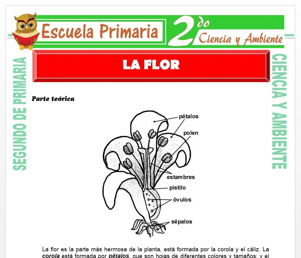 La Flor para Segundo de Primaria – Escuela Primaria La Flor para Segundo de Primaria – Escuela Primaria