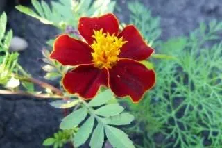 flor de primavera floral follaje | Descargar Fotos gratis