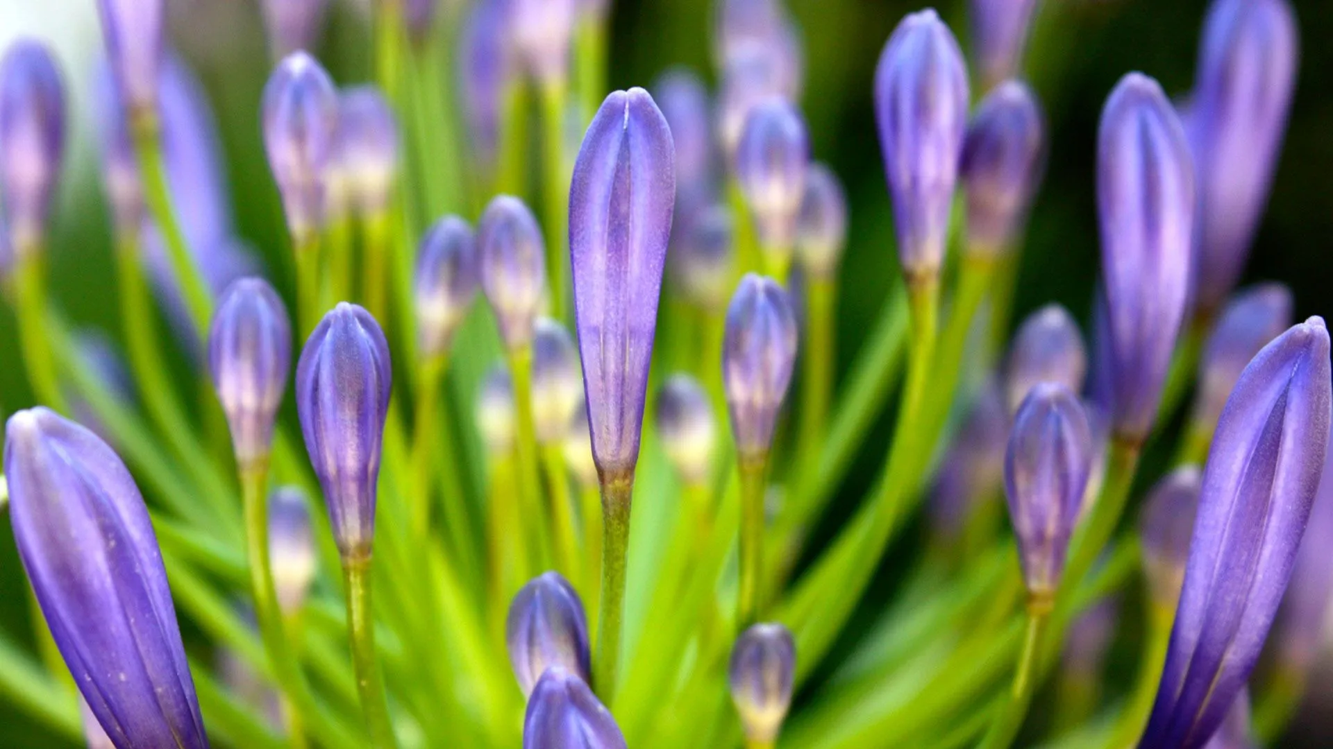 Flor púrpura de 1080p Wallpapers | Wallpapers HD