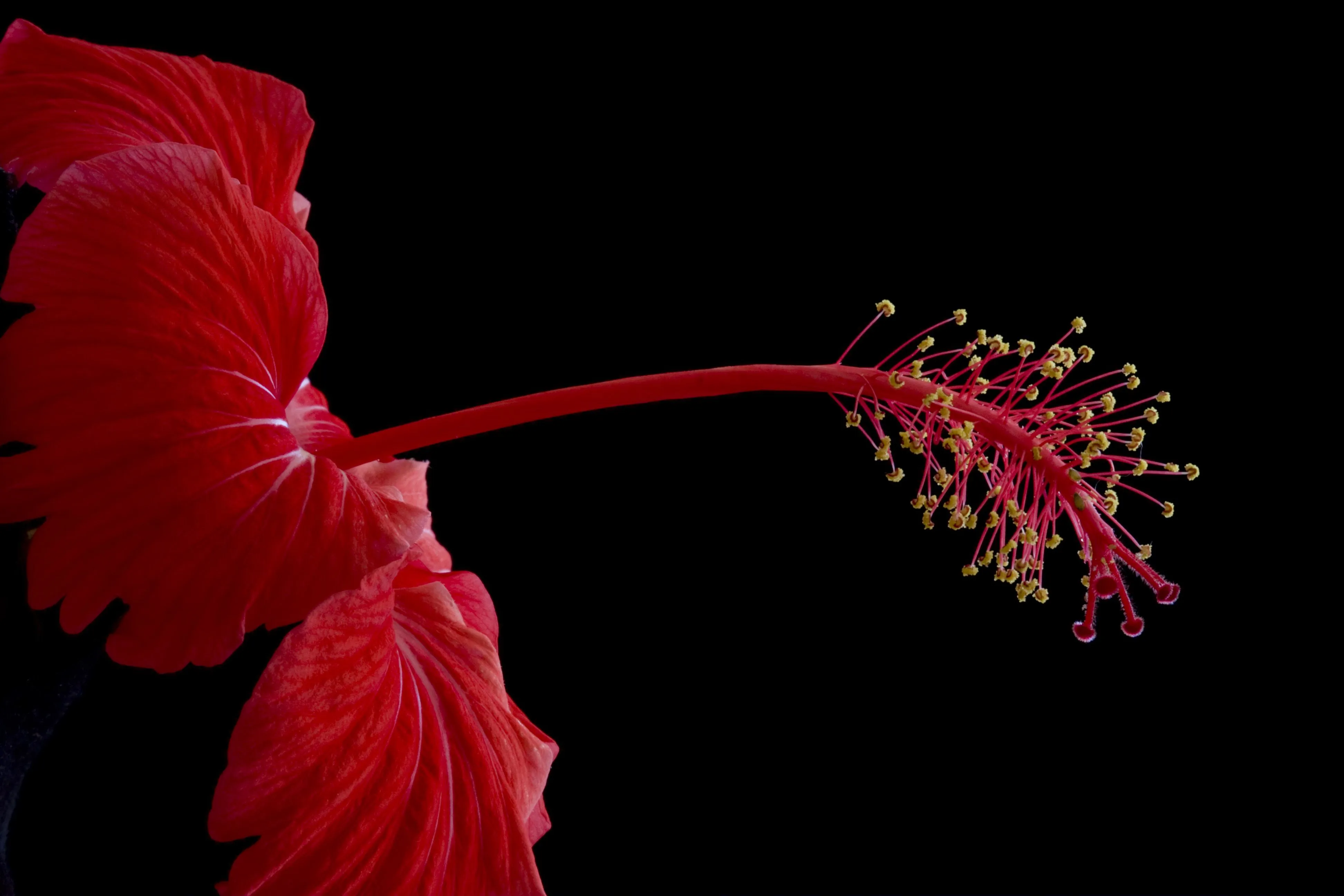 Flor Roja - estambres, pistilos - fondo negro | Flickr - Photo ... Flor Roja - estambres, pistilos - fondo negro | Flickr - Photo ...