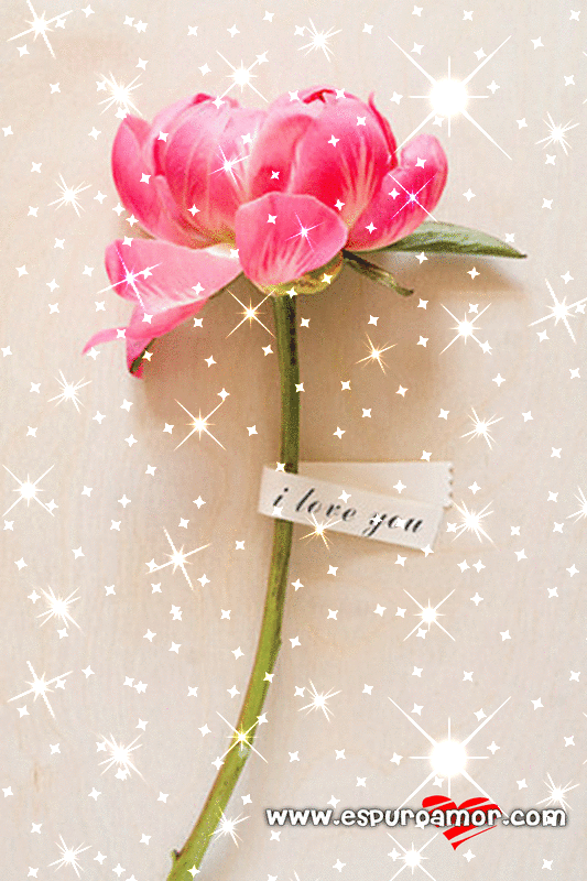 flor-rosa-i-love-you.gif