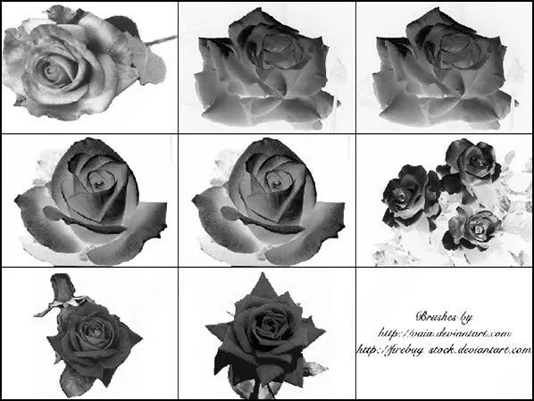 9 flor rosa photoshop cepillo Photoshop Brushes para su descarga ...