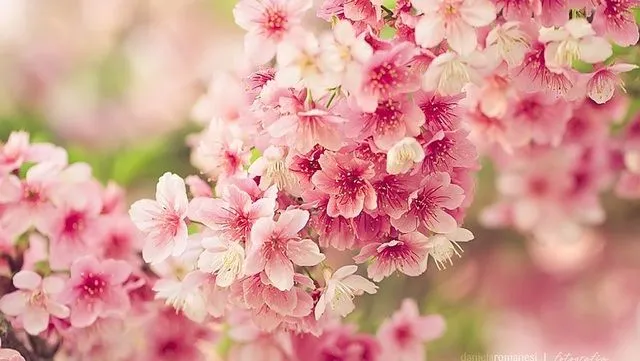 flor sakura | Tumblr