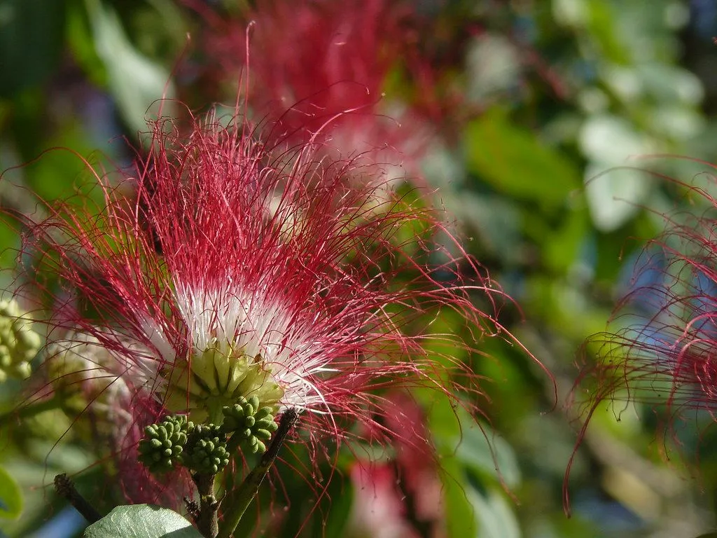 Flor de Saman, Rain tree (Samanea saman) (Pithecellobium s… | Flickr Flor de Saman, Rain tree (Samanea saman) (Pithecellobium s… | Flickr