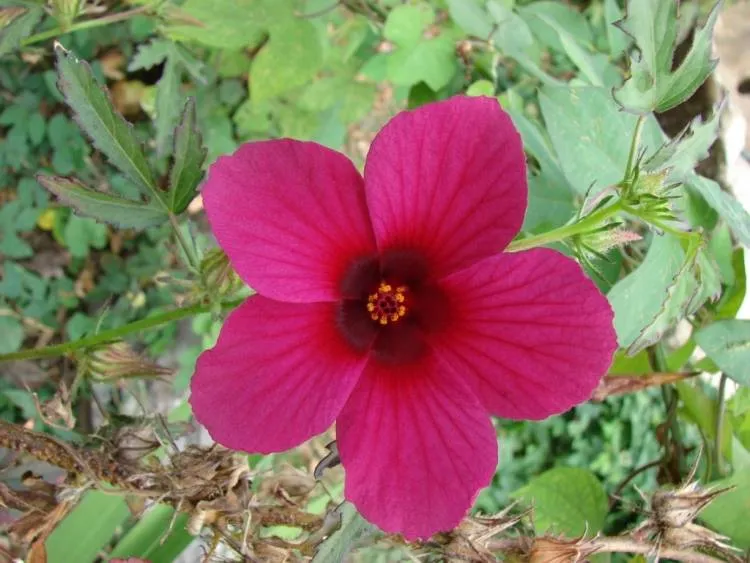 UNA FLOR - Venezuela Tuya