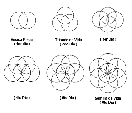 LA FLOR DE LA VIDA | ORIGEN HUMANO