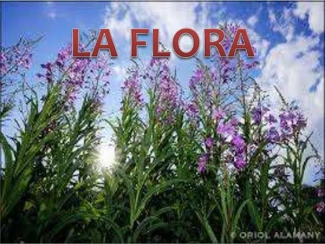 La flora La flora