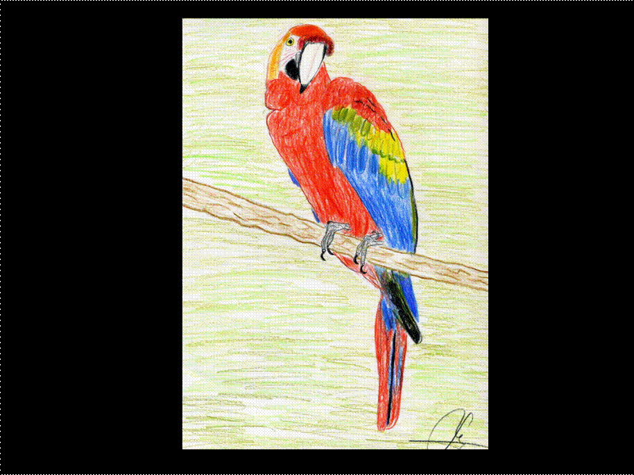 Flora Cantábrica » . Drawings of birds.Dibujos de aves Flora Cantábrica » . Drawings of birds.Dibujos de aves