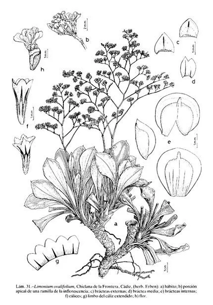 La flora para colorear - Imagui