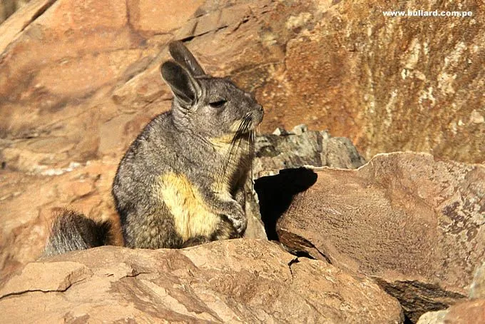 FLORA Y FAUNA DEL PERU