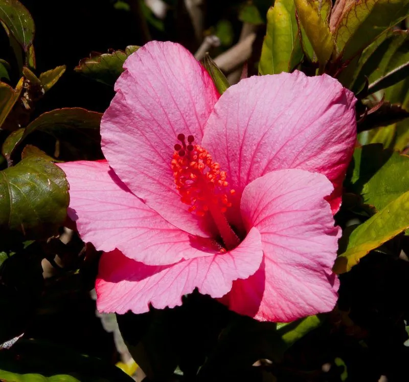 Flora y Fauna de la Región Caribe: [Animales y Plantas]