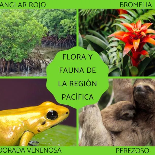 FLORA y FAUNA de la REGIÓN PACÍFICA - Características y ejemplos FLORA y FAUNA de la REGIÓN PACÍFICA - Características y ejemplos