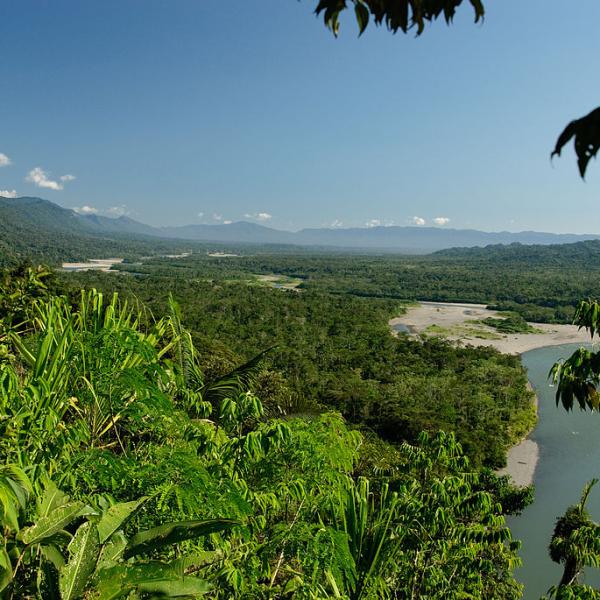 Flora y fauna de la Selva Peruana y sus características - Resumen e imágenes Flora y fauna de la Selva Peruana y sus características - Resumen e imágenes