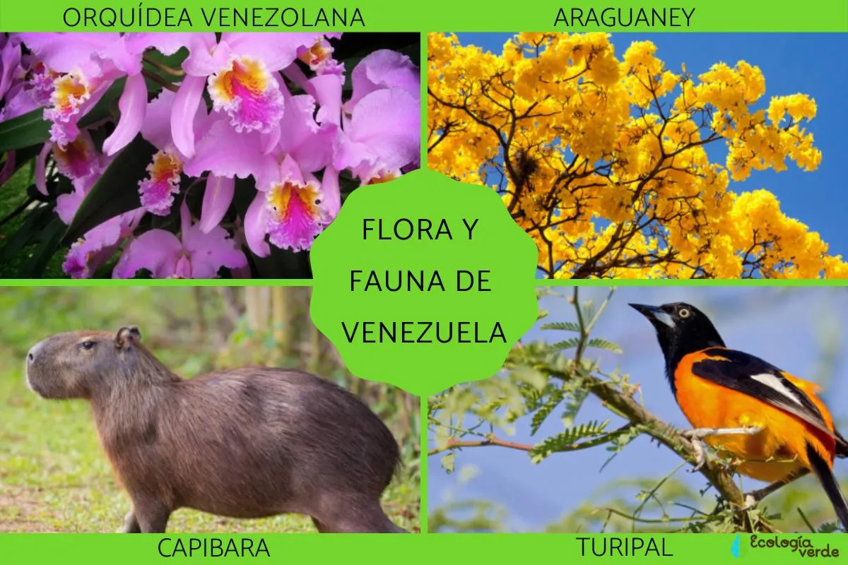 FLORA y FAUNA de VENEZUELA - Características y ejemplos FLORA y FAUNA de VENEZUELA - Características y ejemplos