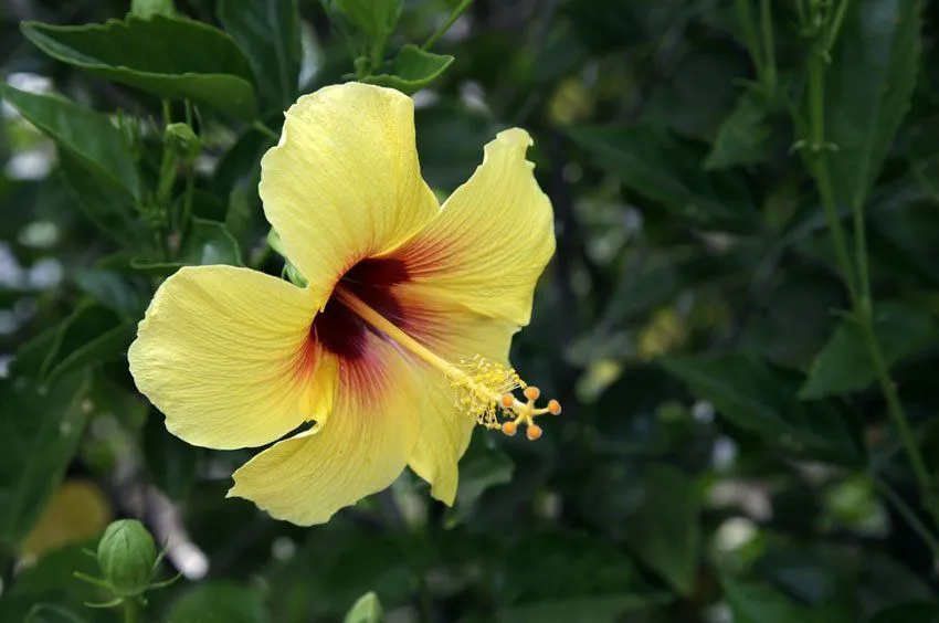 Flora de Hawaii