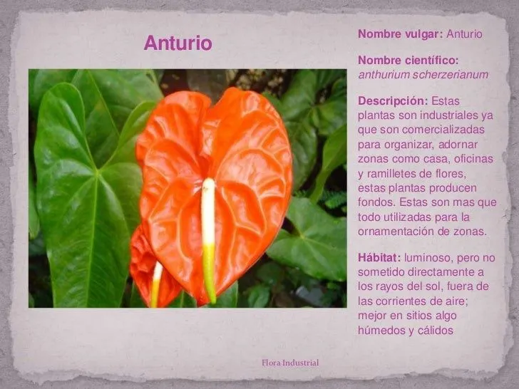 Flora Industrial Institucional (Album Virtual)